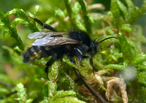 Bombus campestris